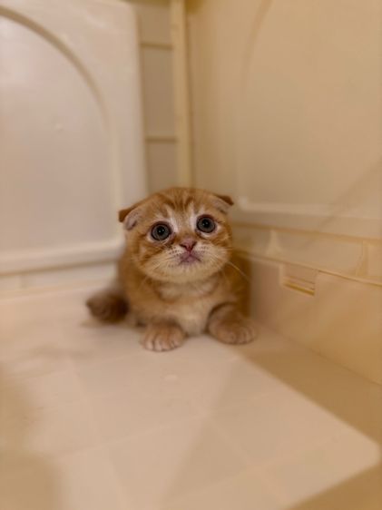 ด.ญ มันกิ้นส้ม