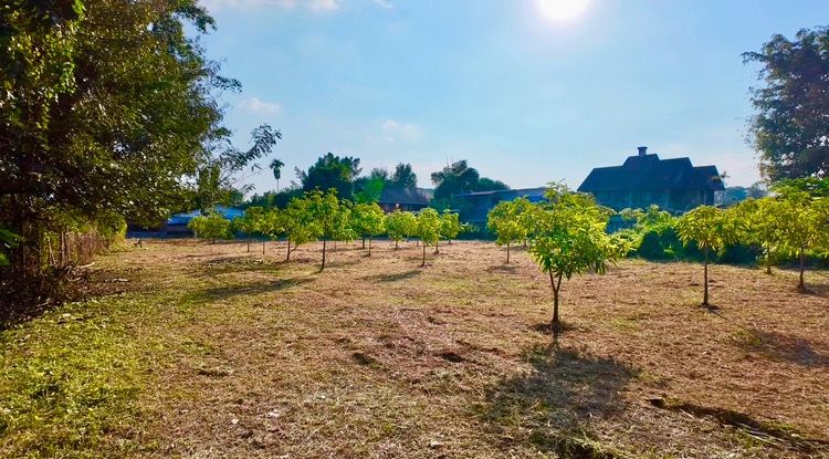 ที่ดินใกล้ ร.พ.สวนดอก เหมาะสำหรับสร้างอพาร์ทเม้นท์หรืออาคารพาณิชย์ รูปที่ 2