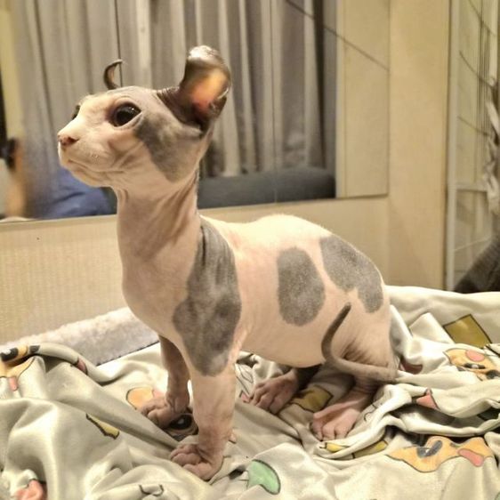 สฟิงซ์ดเวล์ฟ รูปที่ 4