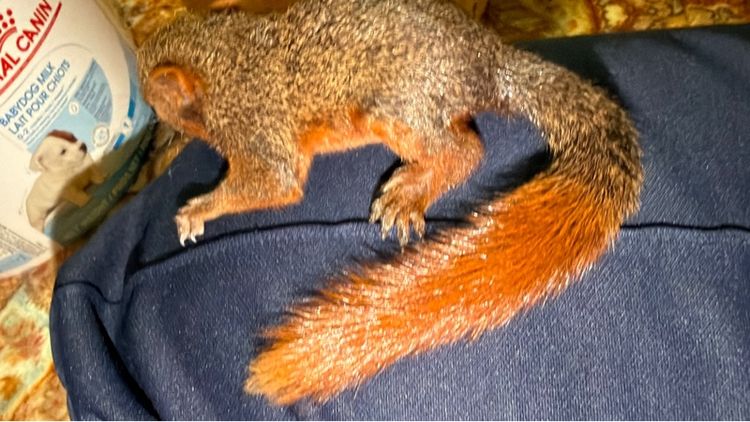 กระรอกแดงท้องขาว เดือนครึ่ง น่ารัก อ้วน เชื่องมาก รูปที่ 3