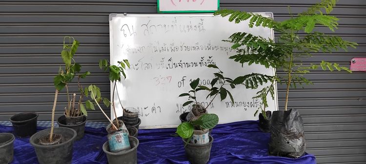 แจกต้นไม้ฟรี รูปที่ 16