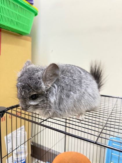 ชินชิล่า รูปที่ 5