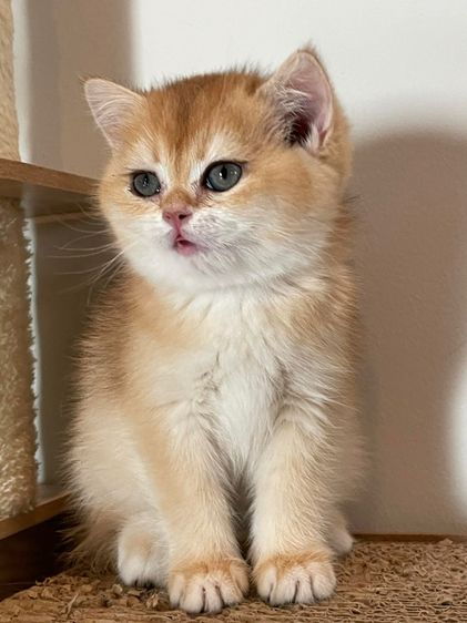 ลูกสาวบริติช Golden แท้ รูปที่ 4