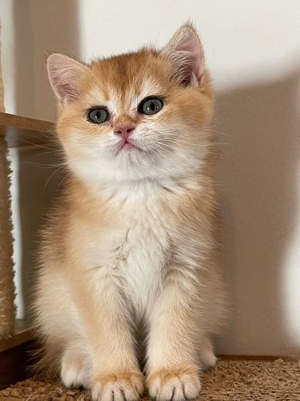 ลูกสาวบริติช Golden แท้