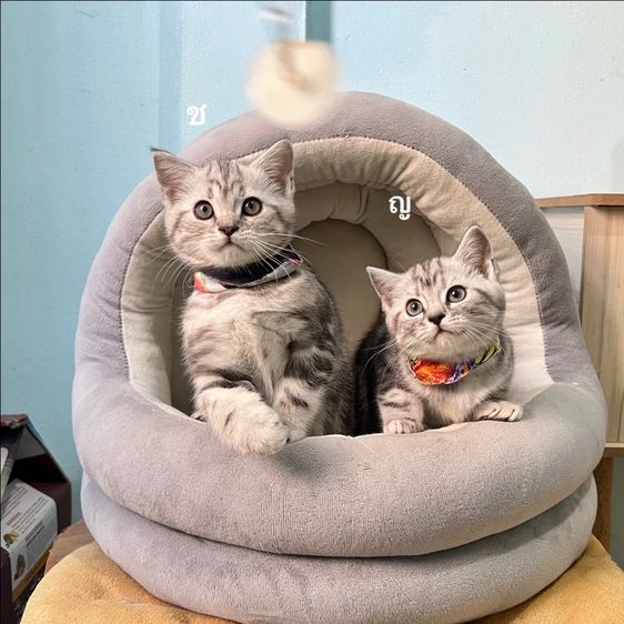 สก็อตติสโฟล