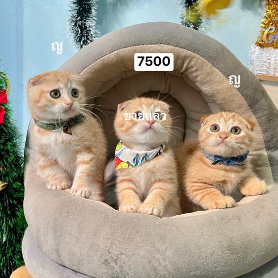 สก็อตติสโฟล รูปที่ 2