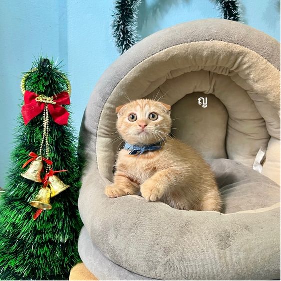 สก็อตติสโฟล รูปที่ 3