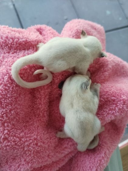  ขาย ชูก้าไกรเดอร์ ชูการ์ไกรเดอร์