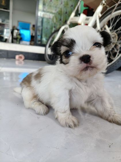 สุนัข เด็กชาย ชิสุ รูปที่ 3