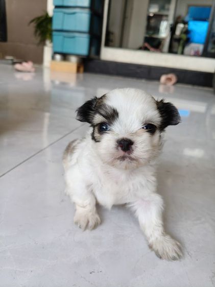 สุนัข เด็กชาย ชิสุ รูปที่ 4