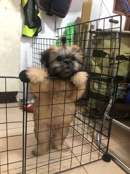 เด็กชายชิสุพร้อมย้ายบ้าน รูปที่ 2