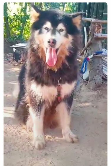 อลาสกัน รูปที่ 4