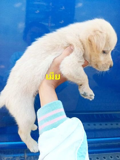 โกลเด้นท์ รูปที่ 8