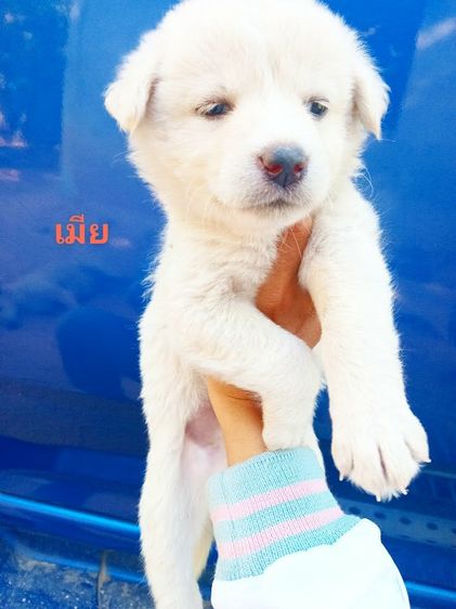 โกลเด้นท์ รูปที่ 13
