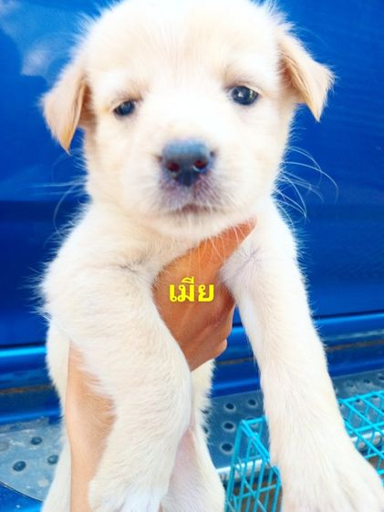 โกลเด้นท์ รูปที่ 7