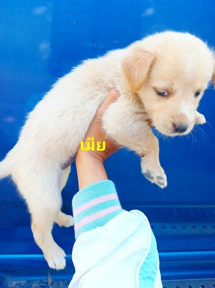 โกลเด้นท์ รูปที่ 9