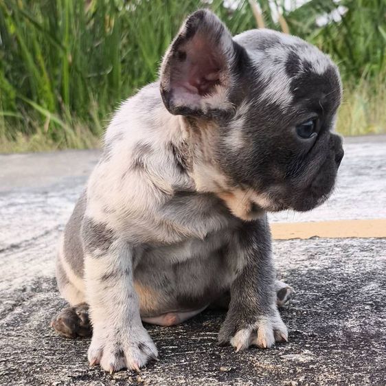 เด็กชายเฟรนช์บูลด็อก