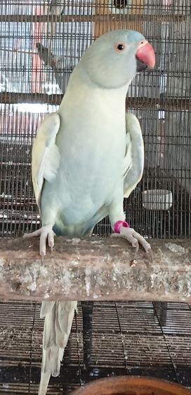 ริงเนค เคลียเทล  รูปที่ 9