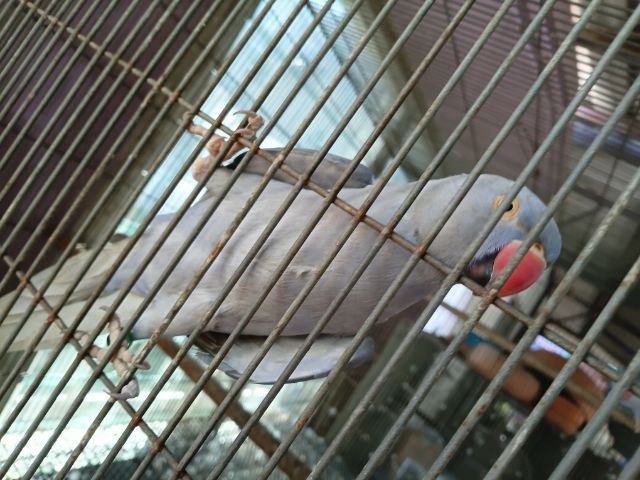 ริงเนค เคลียเทล  รูปที่ 11