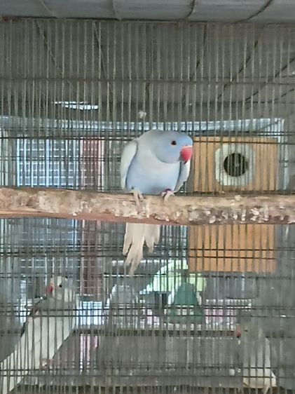 ริงเนค เคลียเทล  รูปที่ 13