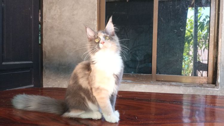 เมนคูนเพศเมีย รูปที่ 4