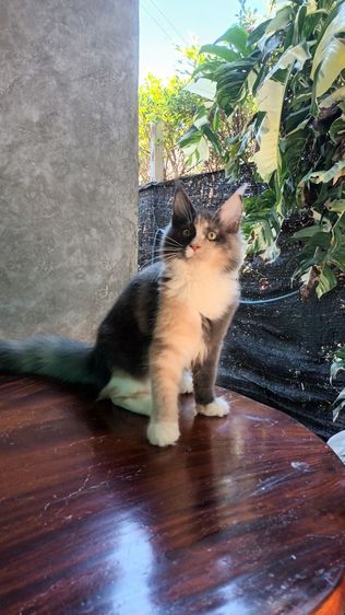 เมนคูนเพศเมีย