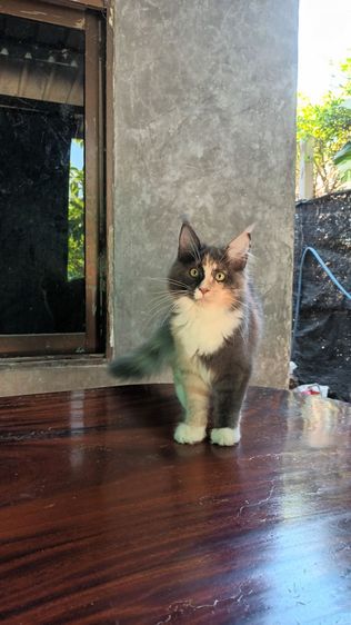 เมนคูนเพศเมีย รูปที่ 7