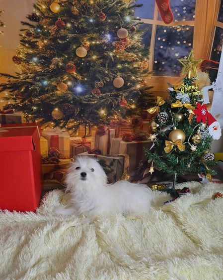 มอลทีส เลี้ยงเล่น รูปที่ 6