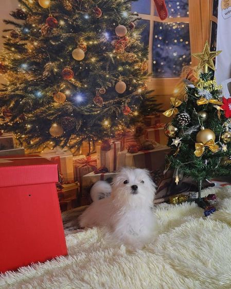 มอลทีส เลี้ยงเล่น รูปที่ 8