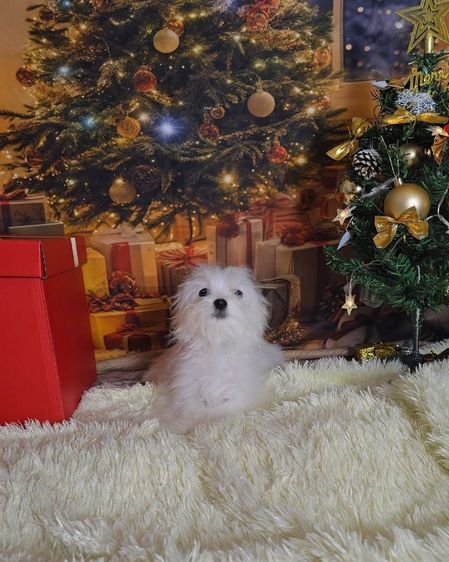 มอลทีส เลี้ยงเล่น รูปที่ 2