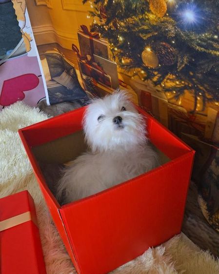 มอลทีส เลี้ยงเล่น รูปที่ 4