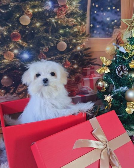 มอลทีสเกาหลี รูปที่ 5