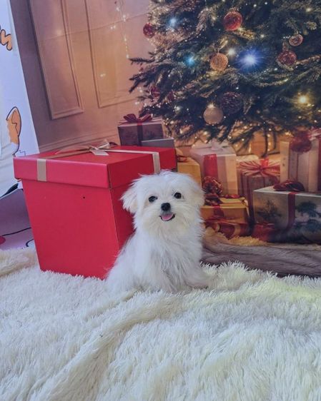 มอลทีสเกาหลี รูปที่ 6