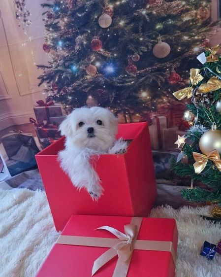 มอลทีสเกาหลี รูปที่ 2