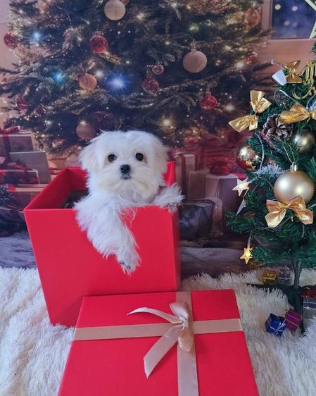 มอลทีสเกาหลี