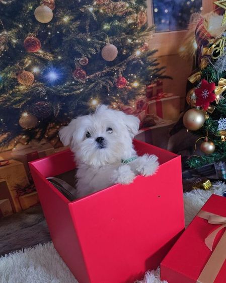 มอลทีสเกาหลี