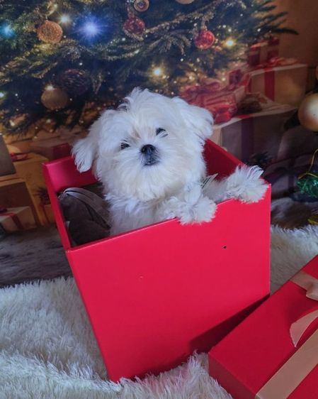 มอลทีสเกาหลี รูปที่ 5