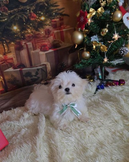 มอลทีสเกาหลี รูปที่ 8