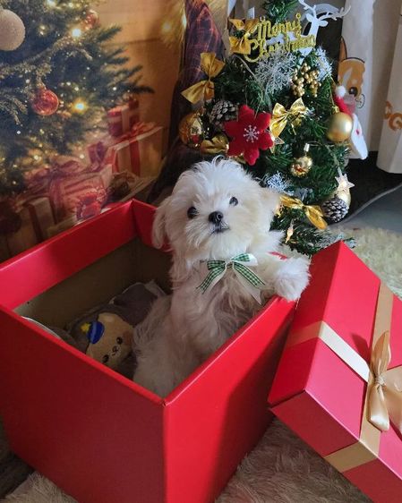 มอลทีสเกาหลี รูปที่ 2