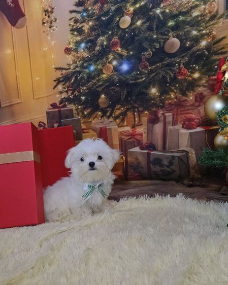 มอลทีสเกาหลี รูปที่ 6