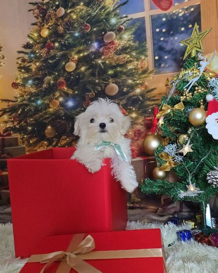 มอลทีสเกาหลี รูปที่ 3