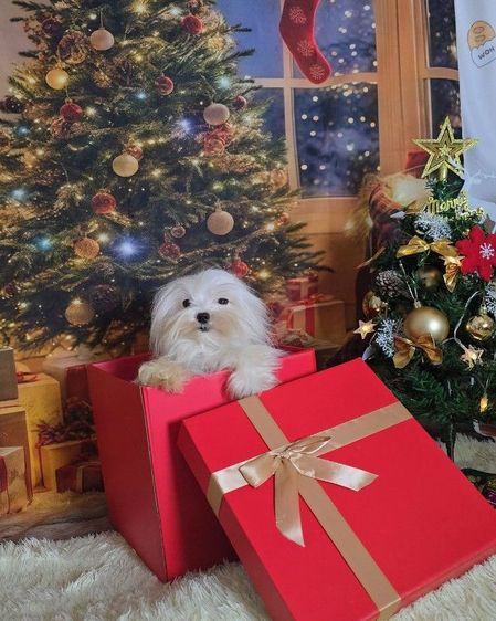 มอลทีสเกาหลี รูปที่ 3