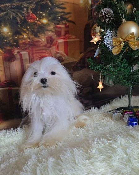 มอลทีสเกาหลี รูปที่ 8