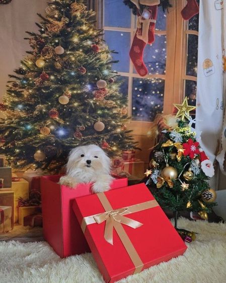 มอลทีสเกาหลี รูปที่ 4