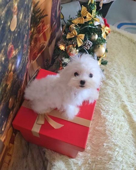 มอลทีสทีคัพ รูปที่ 5