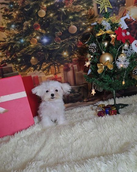 มอลทีสทีคัพ รูปที่ 10