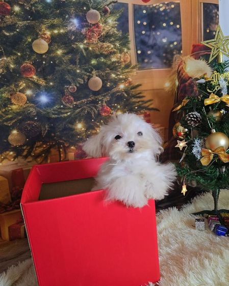 มอลทีสทีคัพ รูปที่ 2