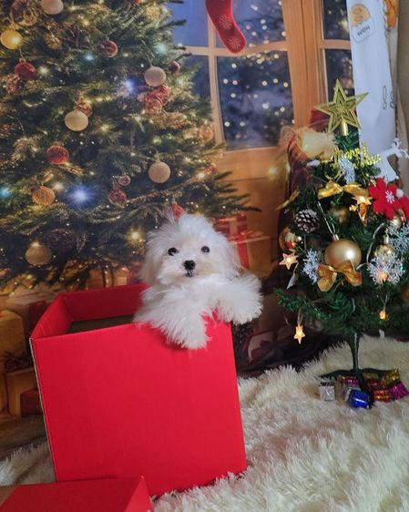 มอลทีสทีคัพ รูปที่ 4