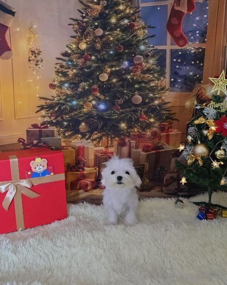 มอลทีสเกาหลี รูปที่ 8