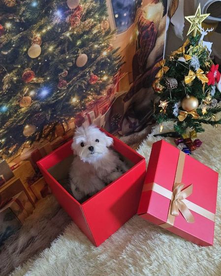 มอลทีสเกาหลี รูปที่ 6